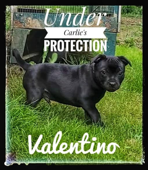 Under Carlie's Protection - Chiot disponible  - Staffordshire Bull Terrier