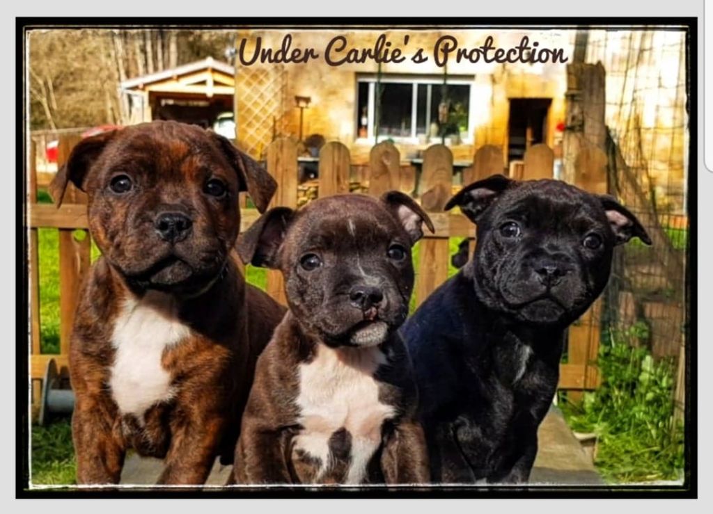 Under Carlie's Protection - Staffordshire Bull Terrier - Portée née le 04/01/2021
