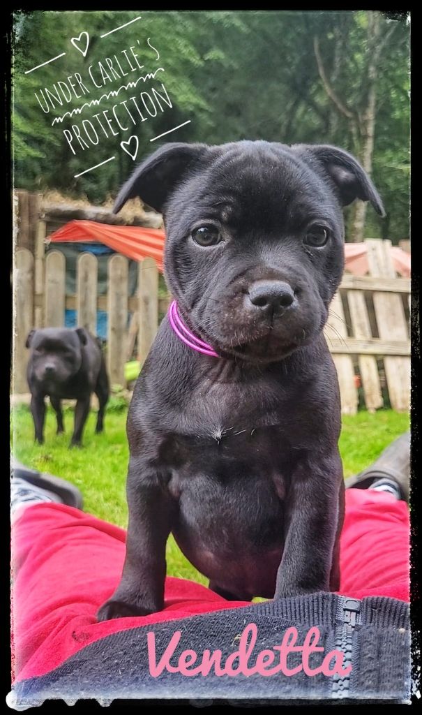 Under Carlie's Protection - Chiot disponible  - Staffordshire Bull Terrier