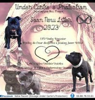 Under Carlie's Protection - Staffordshire Bull Terrier - Portée née le 25/01/2023