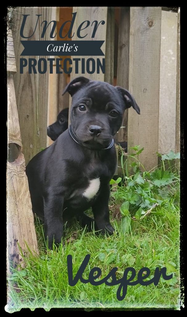 Under Carlie's Protection - Chiot disponible  - Staffordshire Bull Terrier