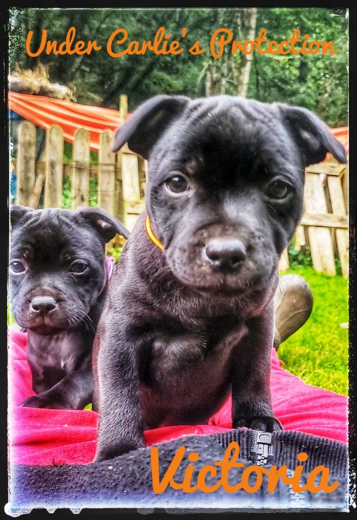 Under Carlie's Protection - Chiot disponible  - Staffordshire Bull Terrier